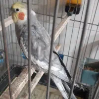 عروس هلندی زیبا