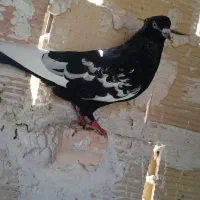 کبوتر قره سینه ساده کلاغ دم
