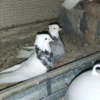 کفتر طوقی شازده