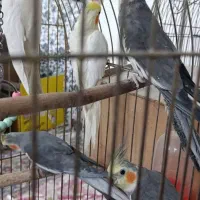 پرنده