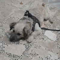 باسلام ،یدونه توله شیتزو دارم باجای خواب وسایلش