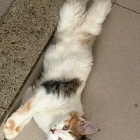 واگذاری گربه