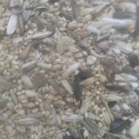 خوراک پرنده غذای پرنده دان پرنده