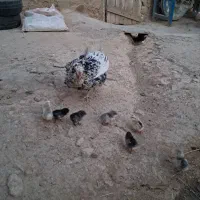 مرغ گلین به همراه جوجه های گلین طوسی