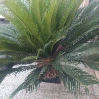 گل سیکاس