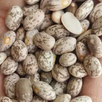 فروش لوبیا