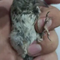 جوجه سره سیاه
