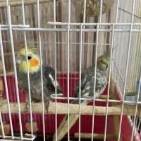 عروس هلندی