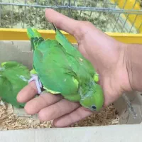 جوجه‌ ملنگو سرلاکی و نرم خور
