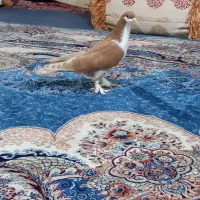 کفتر|پرنده|مشهد, انصار|دیوار