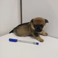 سگ شیواوا اپل هد مینیاتوری 2ماهه