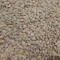 عدس تازه بوجاری شده