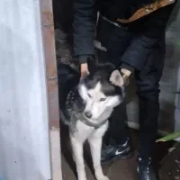 معاوضه با طوطی گیرینچیک