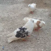 سلام چندعددپرنده رنگی