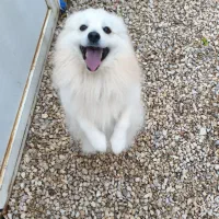 پامر روباهی