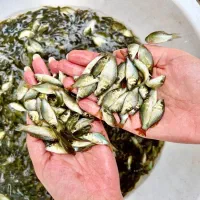فروش بچه ماهی کپور و امور