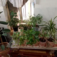گل طبیعی|گل و گیاه طبیعی|نیشابور, ابراهیم ادهم|دیوار
