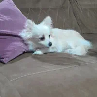 پامر روباهی ماده