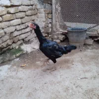 یک عدد مرغ لاری و دو عدد جوجه خروس لاری