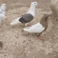تعدادی کفتر رنگی تخم جوجه ای گمشده|حیوانات|رفسنجان, |دیوار