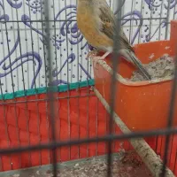 یه جفت قناری