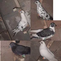 پرنده