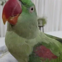 شاه طوطی