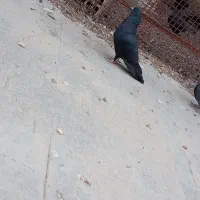 کبوتر غلاق مور مور