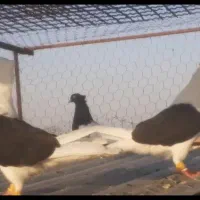 کبوتر