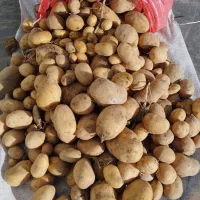 بذر سیب زمینی