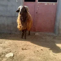 شیشک همو