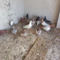 کبوتر