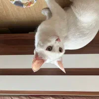 گربه   خونگی بوده ولش کردن سفید خوشگل