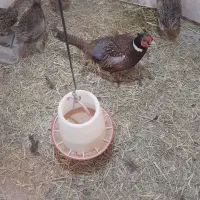 فروش جوجه