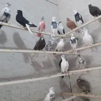 کبوتر|پرنده|ایلام, |دیوار