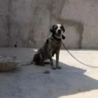 سگ نگهبان شکاری پویینتر انگلیش خراسانی قدرجونی