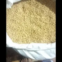 گندم تمیز یک دست