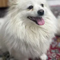 پامر ماده ۱۵ ماهه