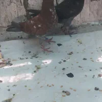 جوجه کبوتر پرشی