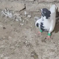 کفتر ماده ابلغ دم سفید ساده وسار هفرنگ