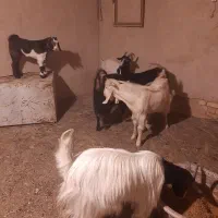 بز برغاله