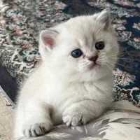 بریتیش عسلچه+اسکاتیش اصیل/گربه)*