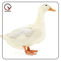 اردک بالغ