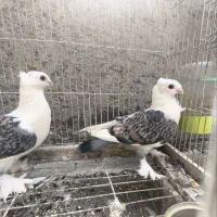 کفتر ساتن/کبوتر نقش/کفتر تزیینی/کفتر طاووسی/بلژیکی
