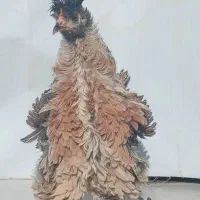 تخم مرغ نطفه دار گوشین ایام سمانی اندونزی وغیر