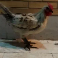 خروس ۵ ماهه