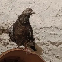 قره سار