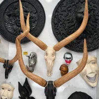 جمجمه دیواری رگال مجسمه