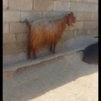 بز و گوسفند