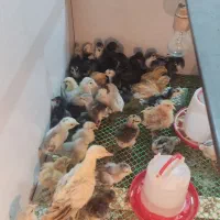 جوجه گلین لری طوسی و سیاه خال سوزنی اصیل